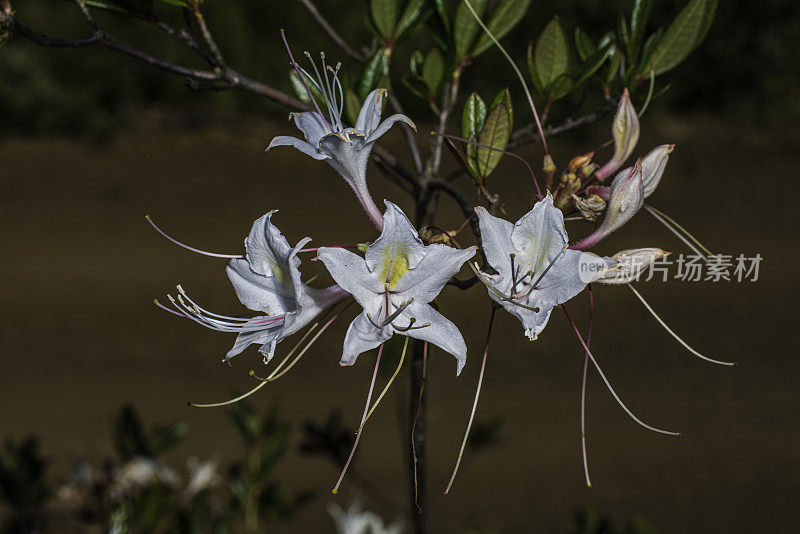 西方杜鹃花(Rhododendron occidentale)是原产于北美西部的两种落叶杜鹃花之一。北特县六河国家森林公园。Ericacea